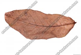 Photo Texture of Leaf 0018